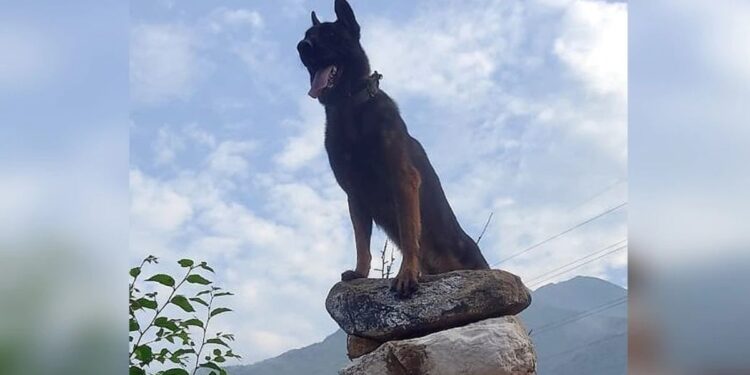 Indian Army Dog