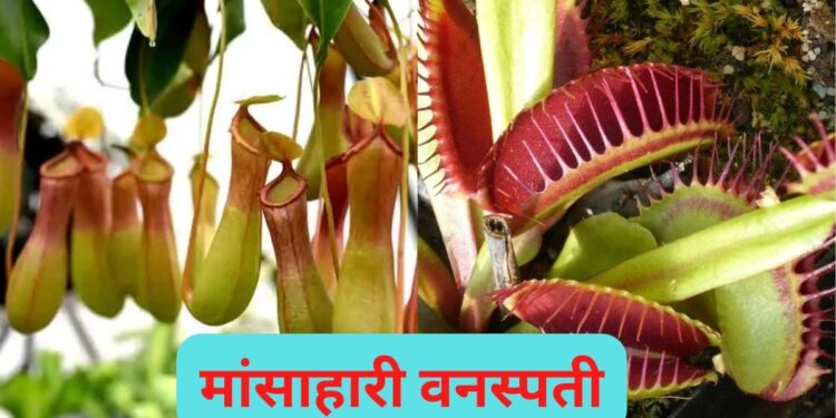 Non-Vegetarian Plants
