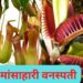 Non-Vegetarian Plants