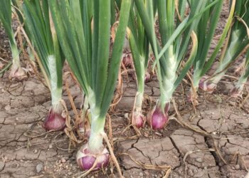 Onion crop management