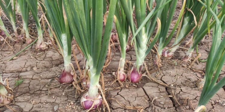 Onion crop management