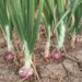 Onion crop management