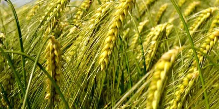 Cultivation of wheat