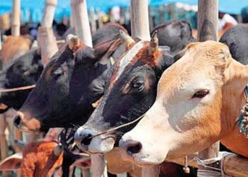 Cattle market closed