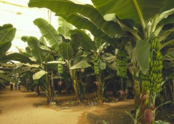 Banana crop
