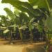 Banana crop