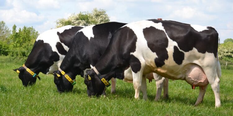 दुभत्या जनावरां