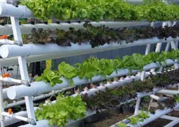 Hydroponics Sheti