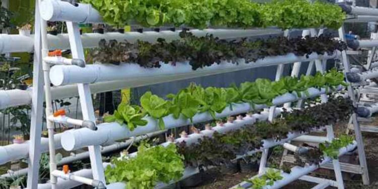 Hydroponics Sheti