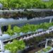Hydroponics Sheti