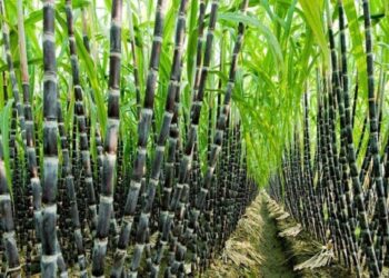 Sugarcane Plant