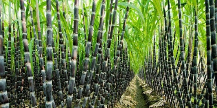 Sugarcane Plant