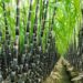 Sugarcane Plant