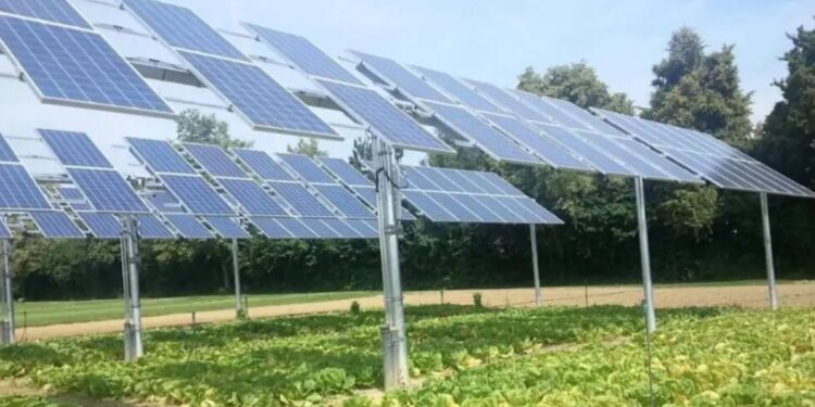 solar farming
