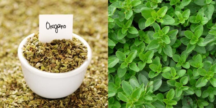 Oregano Lagwad
