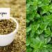 Oregano Lagwad