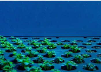 समुद्राच्या खोल पाण्यात केली जातेय शेती