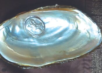 मोत्याची शेती