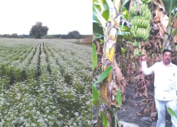 अल्पशिक्षित शेतकर्‍यांची कमाल