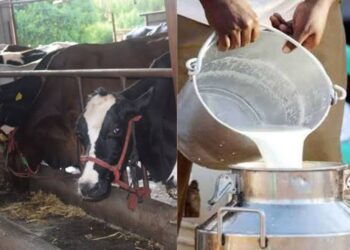 Dugdha Vyavsay : दुग्ध व्यवसाय सुरू करायचाय? ; ही बँक देतेय सबसिडी