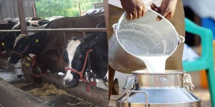 Dugdha Vyavsay : दुग्ध व्यवसाय सुरू करायचाय? ; ही बँक देतेय सबसिडी