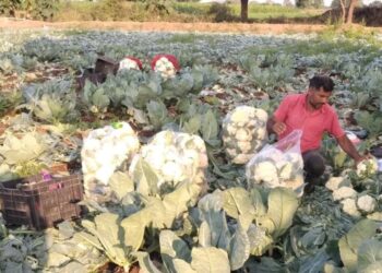 फुलकोबी