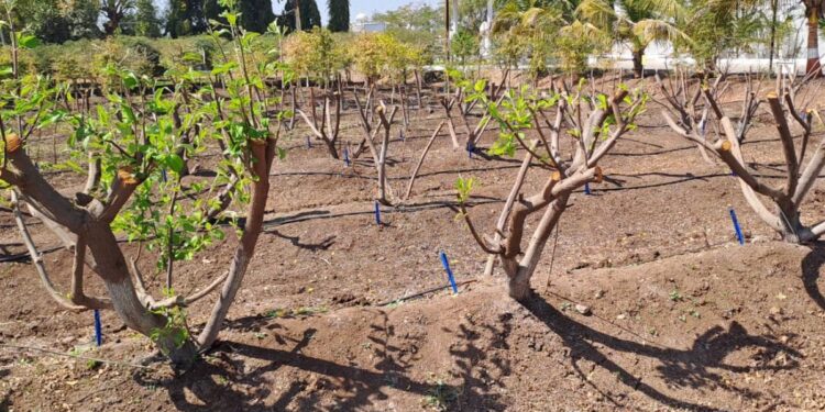 ठिबक सिंचन