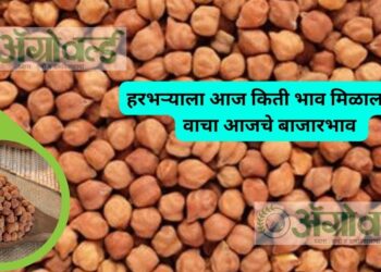 हरभऱ्याला आज किती भाव मिळाला ? ; वाचा आजचे बाजारभाव