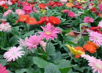 जरबेरा फुल