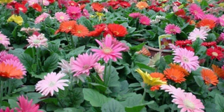 जरबेरा फुल