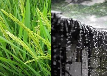 अमेरिकन हवामान विभागा