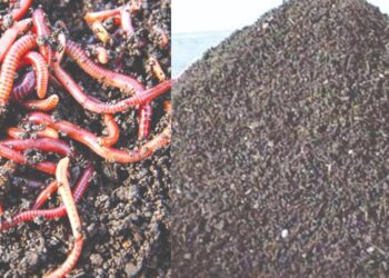 गांडूळ खत