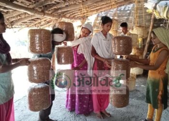 मशरुमच्या शेतीतून साधली आर्थिक प्रगती