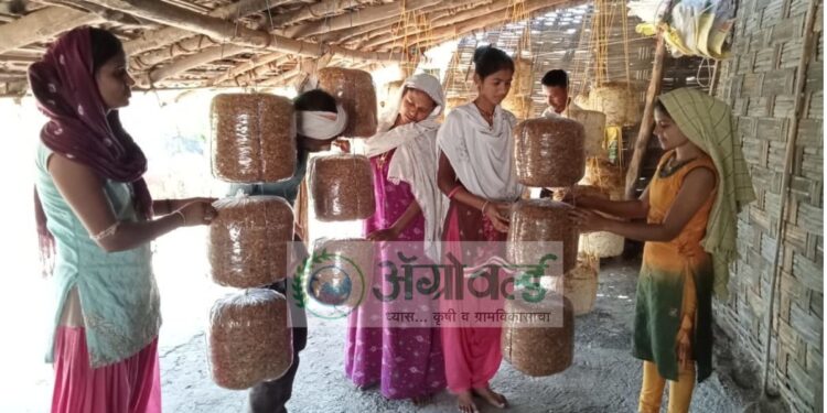 मशरुमच्या शेतीतून साधली आर्थिक प्रगती