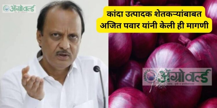 कांदा उत्पादक