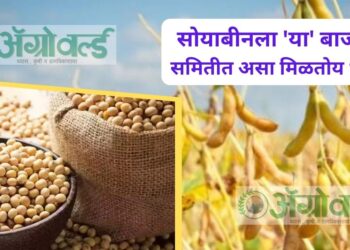 Soyabean Rate