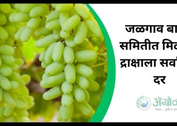 बाजार समिती