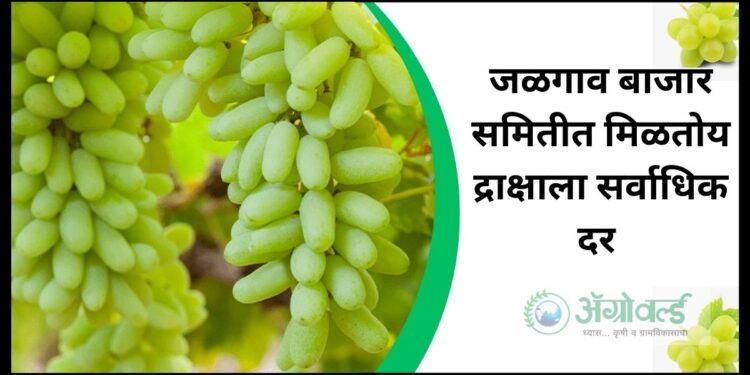 बाजार समिती