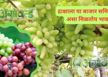 द्राक्षाला या बाजार समितीत असा मिळतोय भाव ; वाचा आजचे बाजारभाव