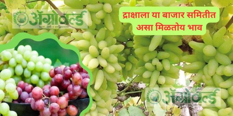 द्राक्षाला या बाजार समितीत असा मिळतोय भाव ; वाचा आजचे बाजारभाव
