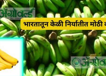 केळी निर्यात