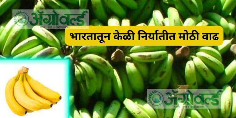 केळी निर्यात
