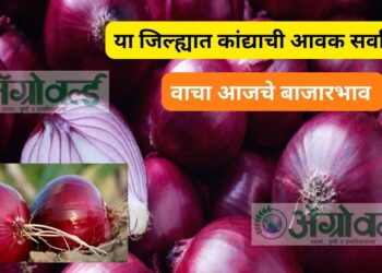 Onion Rate : या जिल्ह्यात कांद्याची आवक सर्वाधिक ; वाचा आजचे बाजारभाव