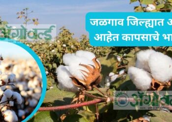 जळगाव जिल्ह्यात असे आहेत कापसाचे भाव ; जाणून घ्या… आजचे बाजारभाव