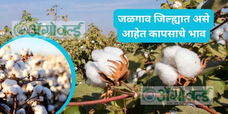 जळगाव जिल्ह्यात असे आहेत कापसाचे भाव ; जाणून घ्या… आजचे बाजारभाव