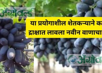 या प्रयोगाशील शेतकऱ्याने काळ्या द्राक्षात लावला नवीन वाणाचा शोध 
