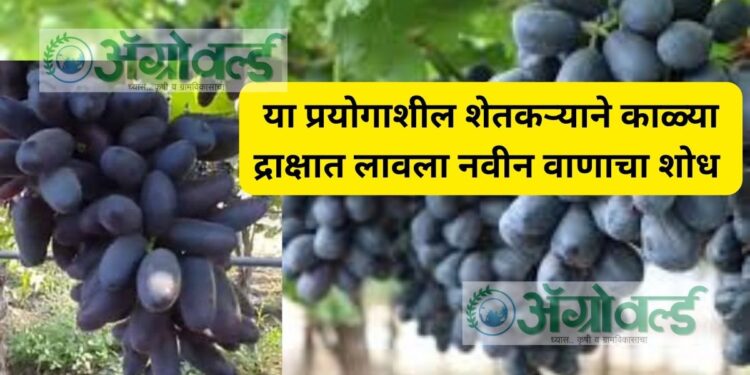 या प्रयोगाशील शेतकऱ्याने काळ्या द्राक्षात लावला नवीन वाणाचा शोध