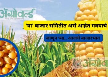 Maka Rate : ‘या’ बाजार समितीत असे आहेत मक्याचे भाव ; जाणून घ्या.. आजचे बाजारभाव