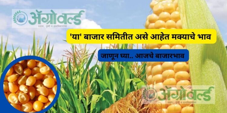 Maka Rate : ‘या’ बाजार समितीत असे आहेत मक्याचे भाव ; जाणून घ्या.. आजचे बाजारभाव