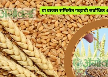 या बाजार समितीत गव्हाची सर्वाधिक आवक ; असे आहेत आजचे बाजारभाव